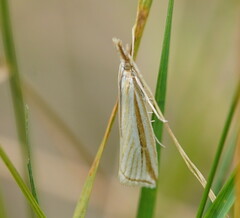 Hednota grammellus