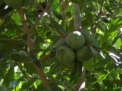 Olmediella betschleriana