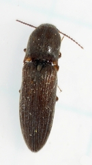 Agriotes