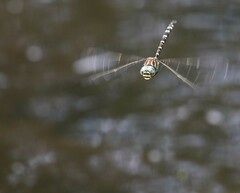 Austroaeschna unicornis
