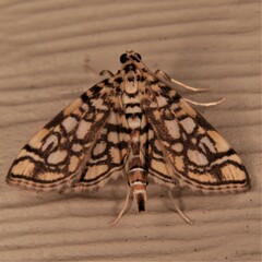 Lygropia rivulalis