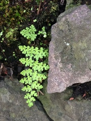 Myriopteris myriophylla