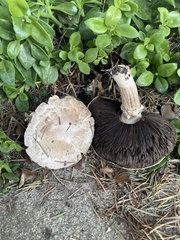 Agaricus