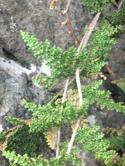 Myriopteris myriophylla