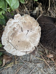 Agaricus