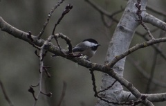 Poecile atricapillus