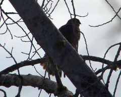 Accipiter striatus