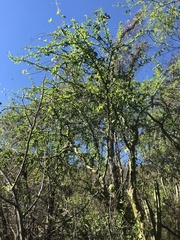 Fouquieria macdougalii