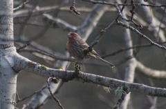 Haemorhous mexicanus