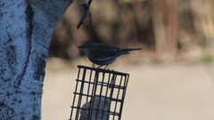 Setophaga coronata