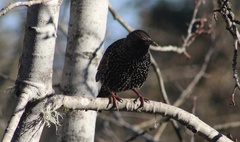 Sturnus vulgaris
