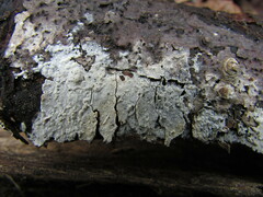 Hyphoderma