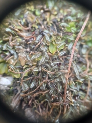 Hymenophyllum armstrongii