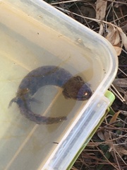 Necturus lewisi