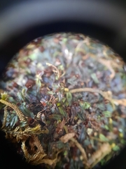 Hymenophyllum armstrongii