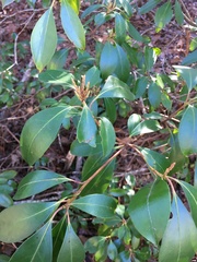 Mycosphaerella colorata