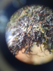 Hymenophyllum armstrongii