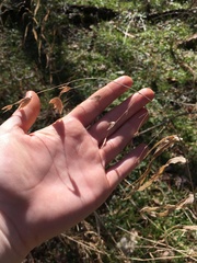 Chasmanthium latifolium