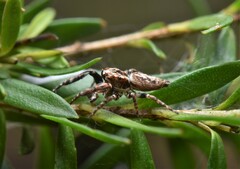 Paraphilaeus daemeli