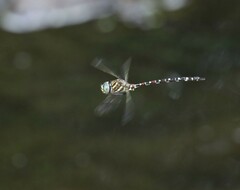 Austroaeschna unicornis