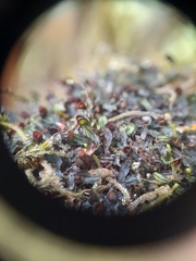 Hymenophyllum armstrongii