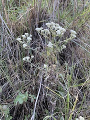 Pseudognaphalium chartaceum