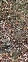 Dichanthium sericeum