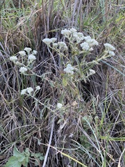 Pseudognaphalium chartaceum