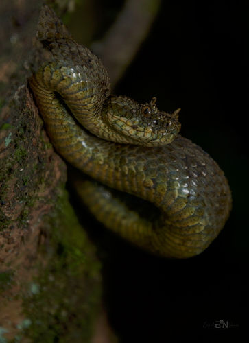 Emerald Horned Pitviper