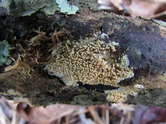 Radulomyces rickii