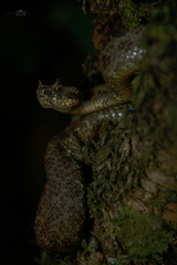 Ophryacus smaragdinus