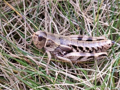 Sigaus australis