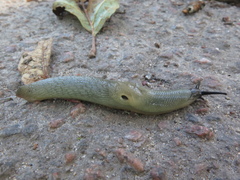 Krynickillus melanocephalus