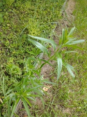 Gomphocarpus