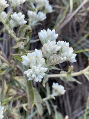 Pseudognaphalium chartaceum