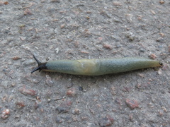 Krynickillus melanocephalus