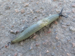 Krynickillus melanocephalus