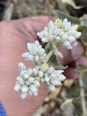 Pseudognaphalium chartaceum