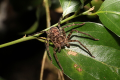 Heteropoda procera