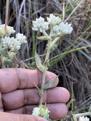 Pseudognaphalium chartaceum