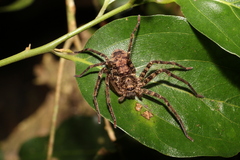 Heteropoda procera