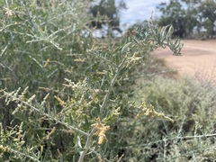 Chenopodium nitrariaceum