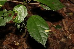 Dendrocnide photiniiphylla
