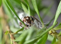 Paraphilaeus daemeli
