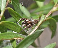 Paraphilaeus daemeli