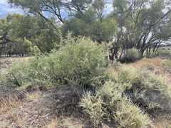 Chenopodium nitrariaceum