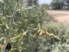 Chenopodium nitrariaceum