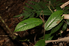 Ficus coronata