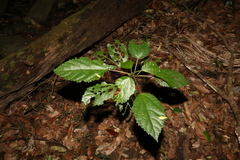 Dendrocnide photiniiphylla
