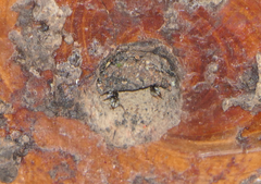 Tetragonula sapiens